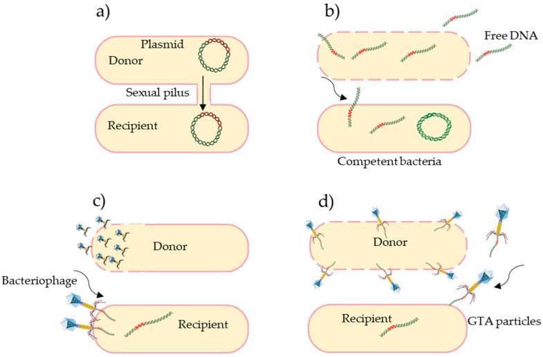 A multi-panel microbiological diagram illustrating the four primary mechanisms of horizontal gene transfer (HGT) in bacteria, which facilitate the spread of antibiotic resistance. (a) Conjugation: Shows a donor and recipient cell physically connected by a sexual pilus, mediating the direct transfer of a circular plasmid. (b) Transformation: Depicts a competent bacterial cell actively taking up naked, 'free DNA' fragments from the extracellular environment across its membrane. (c) Transduction: Illustrates viral-mediated transfer where a bacteriophage infects a donor, carrying genetic material to a recipient cell. (d) Gene Transfer Agents (GTAs): Shows the release of phage-like GTA particles from a donor cell (indicated by a disrupted membrane) to a recipient cell. The diagram effectively contrasts these pathways by highlighting their unique vectors: direct contact (pilus), environmental uptake, viral infection (bacteriophage), and specialized particles (GTAs). This educational resource is designed for microbiology and infectious disease curricula, emphasizing the mechanisms of genetic recombination and bacterial evolution.