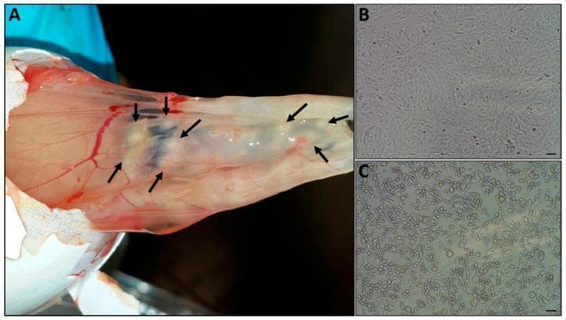 Educational composite image demonstrating virus isolation techniques. Panel A shows a clinical photograph of an embryonated chicken egg with the shell removed to reveal the chorioallantoic membrane (CAM). Black arrows indicate several discrete, elevated, pale-white pock lesions resulting from viral infection. The CAM exhibits visible vascularization with prominent red blood vessels over a translucent membrane. Panels B and C provide a comparison of cell culture morphology (Vero cells) using light microscopy. Panel B displays a control group of uninfected cells, showing a healthy, confluent monolayer of elongated, spindle-shaped cells with clear boundaries. Panel C illustrates significant cytopathic effect (CPE) following inoculation with the pock material. Observed cellular changes in Panel C include rounding of cells, loss of adherence, fragmentation of the monolayer, and increased cellular debris, typical of orthopoxvirus-induced damage. Scale bars (100 μm) are present in the microscopy images for quantitative reference.