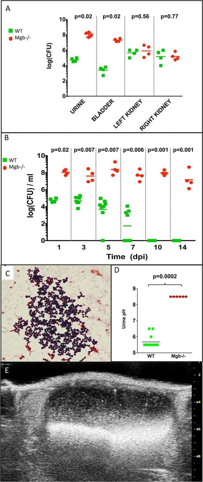 A multi-panel figure illustrating the pathophysiology of urinary tract infection (UTI) and urolithiasis in a megabladder (Mgb-/-) mouse model compared to wild-type (WT). (A) Scatter plot showing bacterial recovery (log(CFU)) 1 day post-infection (dpi) with coagulase-negative staphylococci (CONS292), demonstrating significantly higher colonization in Mgb-/- urine and bladder (p=0.02) compared to WT, while renal colonization remains similar. (B) Longitudinal graph showing persistent bacteriuria in Mgb-/- mice up to 14 dpi, whereas WT mice clear the infection by 10 dpi. (C) Gram stain of Mgb-/- urine at 14 dpi showing Gram-positive cocci in characteristic clusters. (D) Comparison chart of urine pH at 10 dpi, indicating significant alkalinization in Mgb-/- mice (pH ~8.5) versus acidic WT urine (pH ~5.5, p=0.0002). (E) Longitudinal ultrasound view of an Mgb-/- bladder at 14 dpi reveals hyperechoic, echogenic debris within the lumen, which was confirmed as struvite bladder stones. The image illustrates the relationship between urinary stasis, urea-splitting bacterial infection, alkaline pH, and the formation of infectious urolithiasis.