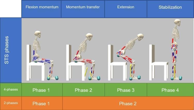 This musculoskeletal diagram illustrates the four kinematic phases of the human sit-to-stand (STS) cycle: Flexion Momentum, Momentum Transfer, Extension, and Stabilization. Each phase is represented by a skeletal model with overlaid muscular activation indicators (red and blue markers) and ground/seat contact spheres. Phase 1 (Flexion Momentum) shows the subject in a seated position with initial trunk flexion. Phase 2 (Momentum Transfer) depicts the lifting of the pelvis from the chair (seat-off), requiring increased hip flexion and ankle dorsiflexion. Phase 3 (Extension) visualizes the upward movement where hip and knee extension occurs, showing significant activation of the quadriceps and gluteal muscle groups. Phase 4 (Stabilization) shows the final erect standing posture with weight-bearing joint alignment and postural stability activation. The diagram further classifies these movements into two different control models: a detailed '4-phases' model (green) and a simplified '2-phases' model (orange), useful for biomechanical analysis and rehabilitation engineering.