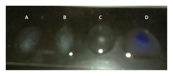 A clinical laboratory image demonstrating a rapid slide agglutination test for Salmonella typhimurium. The image displays four liquid samples labeled A, B, C, and D on a dark slide surface. Samples A, B, and C show clear visual evidence of positive agglutination, characterized by a non-homogeneous, cloudy appearance with visible granularity and white clumped aggregates suspended within the droplets. These represent S. typhimurium ATCC 14028 (A) and bacterial ghost (BG) preparations from two experiments (B and C) reacting with specific antibodies. Sample D serves as the kit's positive control (O antigen), showing a distinct blue-colored agglutination reaction where dense, concentrated blue aggregates are visible within the liquid drop. This diagnostic image illustrates the antigen-antibody interaction used to confirm the presence and structural integrity of surface antigens on Salmonella cells and bioengineered ghosts, essential for vaccine development and serological identification in clinical microbiology.