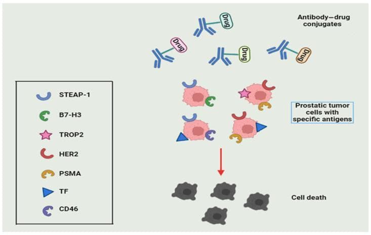 A pathophysiology diagram illustrating the mechanism of action for Antibody-Drug Conjugates (ADCs) in prostate cancer treatment. The visual depicts a three-stage sequence: antigen recognition, targeting, and apoptosis. At the top, ADCs are shown as blue Y-shaped monoclonal antibodies carrying cytotoxic 'drug' payloads (represented by pink, green, and orange ovals). These conjugates approach pink, irregularly shaped prostatic tumor cells that express specific surface antigens. A legend identifies seven key prostate cancer-associated antigens: STEAP-1 (blue crescent), B7-H3 (green curve), TROP2 (pink star), HER2 (red curve), PSMA (orange curve), TF (blue triangle), and CD46 (purple curve). The middle section shows the ADCs binding to these specific surface markers. A red downward arrow indicates the subsequent progression to 'Cell death,' where the tumor cells are rendered as shrunken, darkened gray structures. This diagram serves as an educational resource for oncology and pharmacology, highlighting selective targeting through antigen-specific recognition to deliver cytotoxic agents directly to malignant cells while sparing healthy tissue.