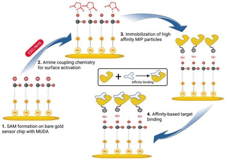 A technical four-step schematic illustrating the fabrication of a surface plasmon resonance (SPR) biosensor for cardiac Troponin I (cTnI) detection. Step 1: Formation of a self-assembled monolayer (SAM) of 11-mercaptoundecanoic acid (MUDA) on a bare gold (Au) sensor chip via sulfur (S) bonding. Step 2: Surface activation using EDC/NHS (N-ethyl-N'-(3-dimethylaminopropyl)carbodiimide/N-hydroxysuccinimide) amine coupling chemistry, showing the transition from carboxyl groups to activated NHS esters. Step 3: Immobilization of high-affinity molecularly imprinted polymer (MIP) particles, depicted as yellow crescent structures covalently attached to the surface. Step 4: Affinity-based target binding, where white irregularly shaped molecules (representing cTnI) bind specifically into the complementary cavities of the immobilized MIPs. This diagram demonstrates the principles of biomimetic sensor development, surface functionalization, and clinical biomarker detection for cardiovascular diagnostics.