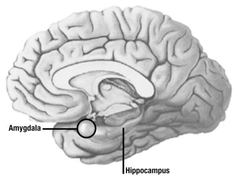 This grayscale anatomical diagram illustrates a medial sagittal view of the human brain, focusing on the structures of the limbic system. The illustration highlights the spatial relationship between the amygdala and the hippocampus within the temporal lobe. The amygdala is indicated by a black circle in an anterior position, while the hippocampus is located immediately posterior and slightly inferior to it, following the curve of the fornix. Surrounding neuroanatomical landmarks include the corpus callosum superiorly, the cingulate gyrus, and the cerebral cortex with clearly defined gyri and sulci. This educational visual is designed to demonstrate the functional and anatomical proximity of these two structures, which are critical for processing emotions (fear conditioning) and memory formation. The diagram provides clinical context for neurobiology and psychiatry students studying the limbic system's role in behavioral responses and cognitive processing.