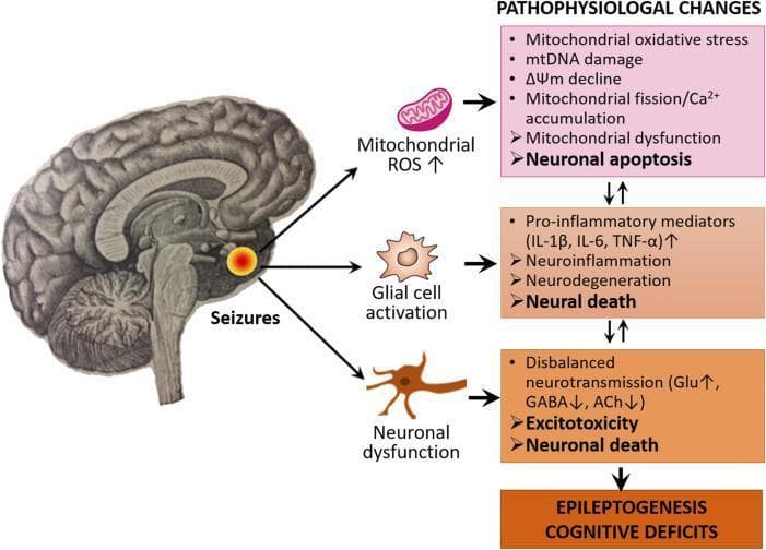 This pathophysiology diagram illustrates the interconnected pathways of epileptogenesis and cognitive deficits following seizure activity in the brain. The visual flow begins with a sagittal brain illustration highlighting a focal point of seizures, which triggers three primary cellular events: mitochondrial ROS increase, glial cell activation (microglia and astrocytes), and neuronal dysfunction. These events lead into three distinct pathophysiological cascades. The first cascade involves mitochondrial oxidative stress, mtDNA damage, membrane potential (ΔΨm) decline, and Ca2+ accumulation, resulting in mitochondrial dysfunction and neuronal apoptosis. The second cascade details neuroinflammation driven by pro-inflammatory mediators (IL-1β, IL-6, TNF-α), leading to neurodegeneration and neural death. The third cascade focuses on disbalanced neurotransmission, characterized by increased glutamate (Glu) and decreased GABA and acetylcholine (ACh), leading to excitotoxicity. These three pathways are shown to be bidirectional and mutually reinforcing, ultimately converging to drive the clinical outcomes of epileptogenesis and cognitive impairment. The diagram is intended for medical education on the molecular and cellular mechanisms of chronic epilepsy.
