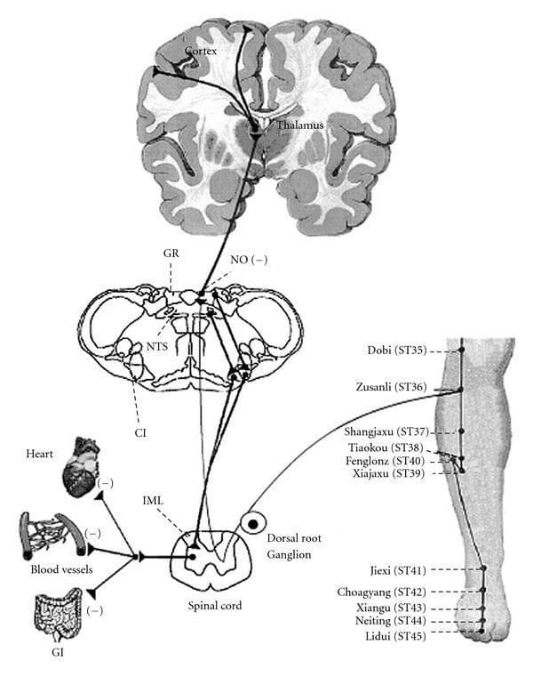 This pathophysiology diagram illustrates the neural circuits of the somatosympathetic reflex and the gracile-thalamic-cortex pathway, specifically in the context of acupuncture stimulation. The visual flow begins at acupuncture points on the lower leg (notably ST36 Zusanli), where afferent signals travel through the dorsal root ganglion to the spinal cord. In the spinal cord, a branch connects to the intermediolateral nucleus (IML), showing inhibitory output (-) to effector organs: the heart, blood vessels, and gastrointestinal (GI) tract. The ascending pathway continues through the medulla oblongata, highlighting the nucleus of the solitary tract (NTS) and the gracile nucleus (GR). Signals then ascend to the thalamus and ultimately to the cerebral cortex. The diagram also identifies key neurochemical modulators such as nitric oxide (NO) with inhibitory signs, and labels secondary structures like the cardioinhibitory center (CI). This illustration is designed for medical education on autonomic nervous system regulation and the neuroanatomical basis of peripheral nerve stimulation effects on internal organs.