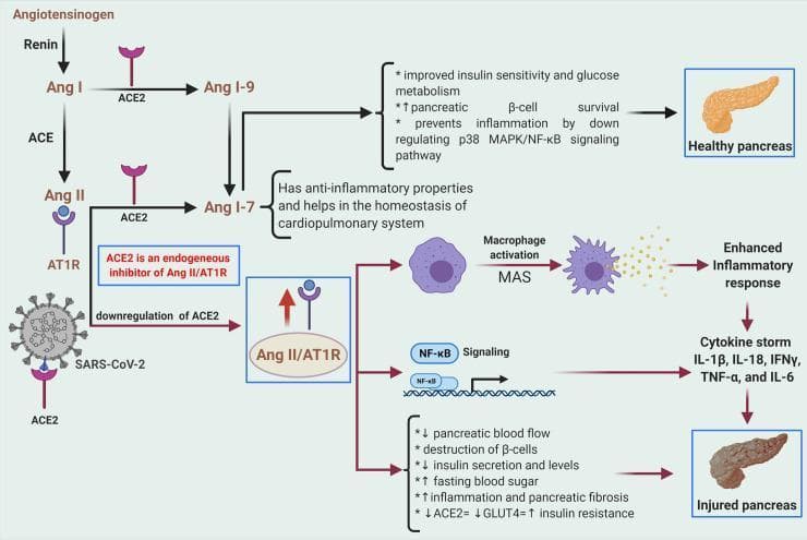 A medical pathophysiology diagram illustrating the Renin-Angiotensin-Aldosterone System (RAAS) signaling pathway and its disruption by SARS-CoV-2, leading to pancreatic injury. The cascade begins with the conversion of Angiotensinogen to Ang I by Renin, and Ang I to Ang II by ACE. The diagram highlights two divergent pathways: a protective arm involving ACE2, which converts Ang II to Ang 1-7 (promoting insulin sensitivity, beta-cell survival, and anti-inflammatory effects in a healthy pancreas), and a deleterious arm where Ang II binds to AT1R. The illustration shows that SARS-CoV-2 binds to and downregulates ACE2, leading to an overactive Ang II/AT1R axis. This overactivation triggers macrophage activation via MAS, NF-κB signaling, and a subsequent cytokine storm (IL-1β, IL-18, IFNγ, TNF-α, and IL-6). The cumulative effect results in an 'Injured pancreas' characterized by decreased blood flow, beta-cell destruction, reduced insulin secretion, hyperglycemia, fibrosis, and increased insulin resistance due to decreased GLUT4 and ACE2 expression.