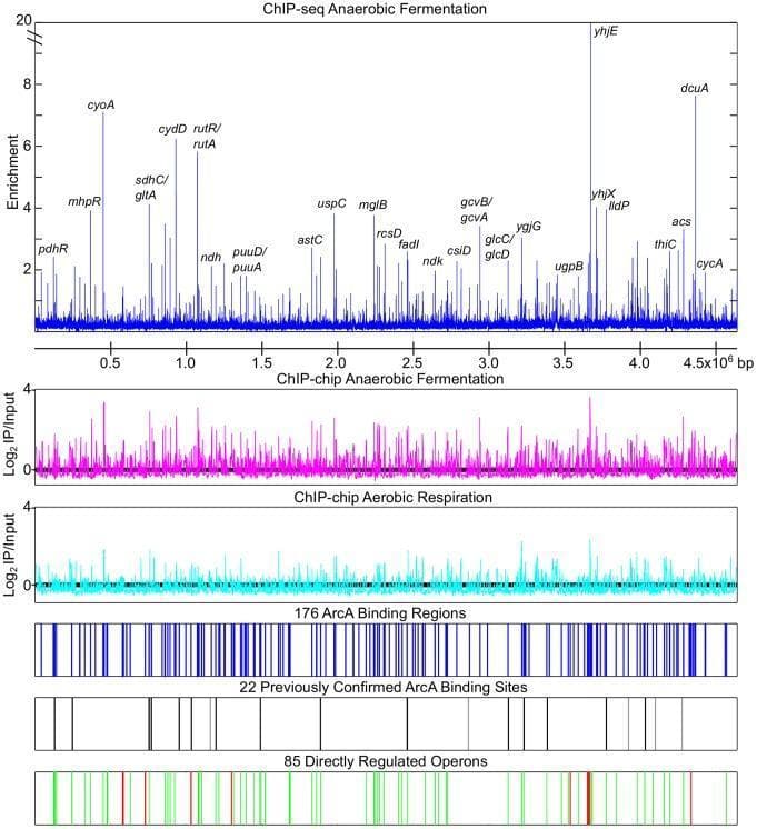This genomic visualization represents a genome-wide overview of the ArcA regulon in E. coli, serving as a model for understanding bacterial metabolic regulation. The top three panels compare DNA-binding enrichment across different growth conditions and methodologies. The first panel (blue) shows ChIP-seq data during anaerobic fermentation, displaying high-resolution enrichment peaks for ArcA at specific loci such as cyoA, sdhC/gltA, and dcuA. The second (magenta) and third (cyan) panels utilize ChIP-chip methodology to contrast binding during anaerobic fermentation versus aerobic respiration, respectively, demonstrating a significant decrease in ArcA occupancy under aerobic conditions. Below these, three summary tracks provide clinical and research context: the first indicates 176 identified ArcA binding regions (blue vertical lines); the second maps 22 previously confirmed binding sites (black lines); and the final track classifies 85 directly regulated operons, color-coded to show transcriptional repression (green) and activation (red). This data illustrates the transition of global transcriptional regulators in response to oxygen levels, a fundamental concept in microbial pathogenesis and metabolism.
