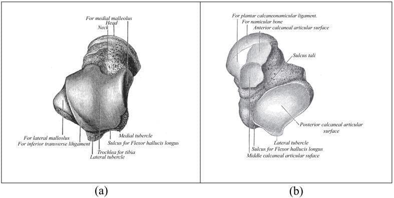 Anatomical diagram presenting two detailed illustrations of the human talus bone, labeled (a) superior view and (b) inferior view. In the superior view, key morphological features include the head, neck, and body of the talus, highlighting the trochlea for tibial articulation and articular surfaces for the medial and lateral malleoli. Notable posterior structures such as the medial and lateral tubercles and the sulcus for the flexor hallucis longus tendon are identified. The inferior view emphasizes the complex articular surfaces for the calcaneus, including the anterior, middle, and posterior calcaneal articular surfaces, separated by the sulcus tali. Additional markers indicate the site for the navicular bone articulation, the plantar calcaneonavicular ligament attachment, and the continuation of the sulcus for the flexor hallucis longus. This clinical illustration is designed for medical students and orthopedic professionals to master the osteology of the ankle joint and its biomechanical relationships.