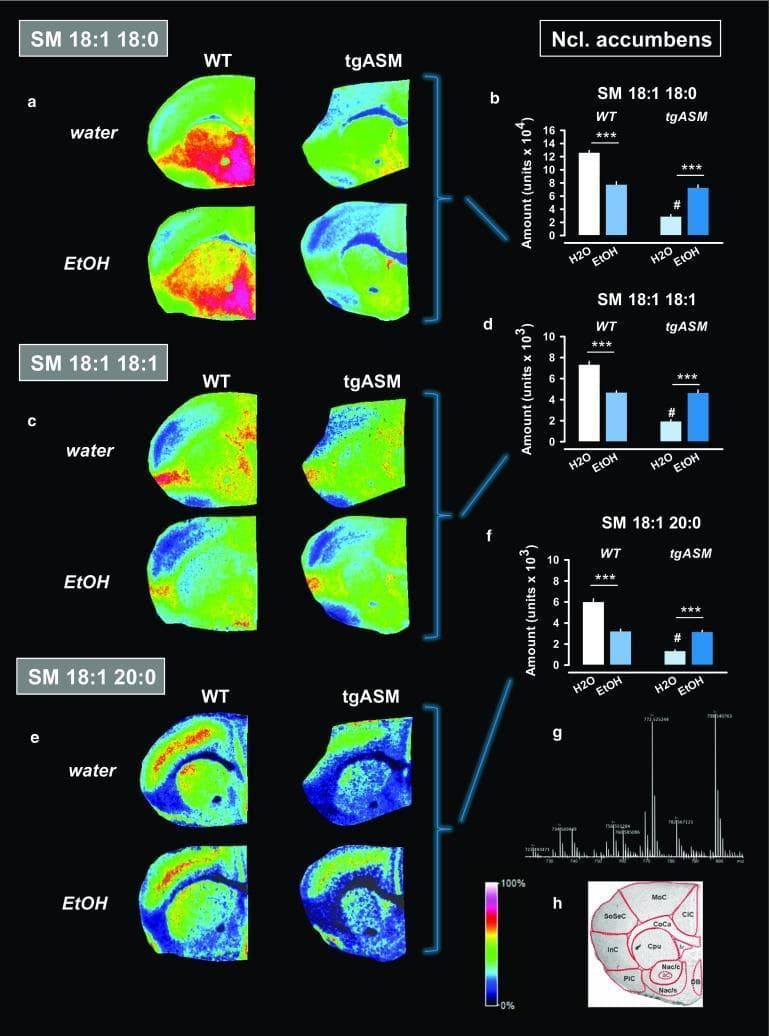 This composite educational graphic presents MALDI-MS (Matrix-Assisted Laser Desorption/Ionization Mass Spectrometry) imaging of murine coronal brain sections, focusing on sphingomyelin (SM) homeostasis in the nucleus accumbens (Nac). The panels (a, c, e) compare wild-type (WT) mice and those over-expressing acid sphingomyelinase (tgASM) under water or 16 vol% alcohol (EtOH) conditions. Visual data for three SM species—SM 18:1 18:0, SM 18:1 18:1, and SM 18:1 20:0—are displayed using a rainbow heat map scale (blue/low to red/high). Accompanying bar graphs (b, d, f) quantify the relative abundance, illustrating that alcohol consumption selectively restores SM levels in the Nac of tgASM mice, which otherwise show severe SM depletion compared to WT. Lower panels include a representative mass spectrogram (g) showing ion signals and a labeled anatomical diagram (h) identifying key brain regions including the Nac core/shell, caudate putamen (CPu), and motor cortex (MoC). The material demonstrates the pathophysiology of sphingolipid allostasis in neurobiology and the compensatory effects of chronic alcohol intake on ASM hyperfunction.