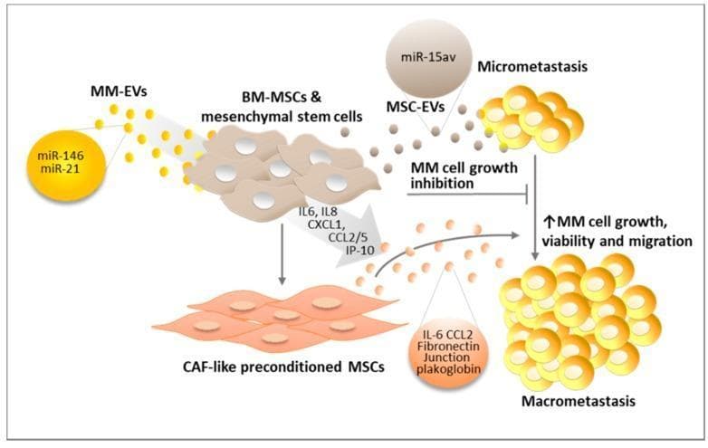 This pathophysiology diagram illustrates the signaling mechanism by which Multiple Myeloma-derived Extracellular Vesicles (MM-EVs) reprogram the bone marrow microenvironment to promote tumor progression. The central process depicts MM-EVs (yellow circles containing miR-146 and miR-21) acting upon Bone Marrow Mesenchymal Stem Cells (BM-MSCs, shown as tan irregular cells). Initially, normal MSC-EVs (grey circles containing miR-15av) inhibit MM cell growth, maintaining a state of micrometastasis. However, chronic exposure to MM-EVs and the secretion of pro-inflammatory factors (IL6, IL8, CXCL1, CCL2/5, IP-10) transform BM-MSCs into 'CAF-like preconditioned MSCs' (elongated orange cells). These preconditioned cells secrete a specific molecular profile (IL-6, CCL2, Fibronectin, Junction plakoglobin) that drives the transition from a dormant micrometastasis to an active macrometastasis. The diagram emphasizes a shift from tumor growth inhibition to increased MM cell growth, viability, and migration, highlighting the role of EV-mediated communication in cancer metastasis and niche education.