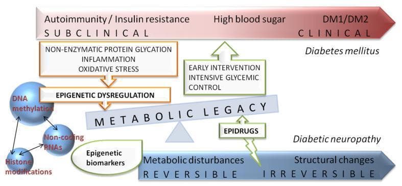 A pathophysiology diagram illustrating the disease progression from subclinical states to clinical diabetes mellitus (DM1/DM2) and diabetic neuropathy. The upper horizontal arrow tracks clinical progression from autoimmunity/insulin resistance and high blood sugar to clinical diagnosis. A parallel lower arrow tracks the transition from reversible metabolic disturbances to irreversible structural changes in diabetic neuropathy. Central to the diagram is the 'Metabolic Legacy' (metabolic memory) concept, represented as a balance scale. This legacy is influenced by non-enzymatic protein glycation, inflammation, and oxidative stress, which lead to 'Epigenetic Dysregulation'. Specific epigenetic mechanisms depicted include DNA methylation, non-coding RNAs, and histone modifications. Educational focus is placed on intervention strategies, showing that 'early intensive glycemic control' and 'epidrugs' (targeting epigenetic biomarkers) can potentially modulate this metabolic legacy to prevent or delay the progression from functional disturbances to permanent structural nerve damage.