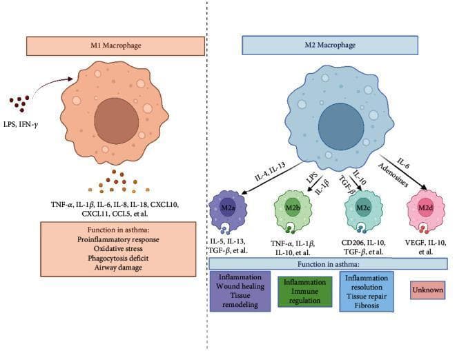 This medical illustration depicts the polarization and functional diversity of M1 and M2 macrophage phenotypes in the context of asthma pathogenesis. The diagram is divided into two main sections. On the left, an M1 macrophage (classically activated) is shown responding to LPS and IFN-γ. It releases proinflammatory mediators including TNF-α, IL-1β, IL-6, IL-8, IL-18, CXCL10, and CCL5, contributing to oxidative stress and airway damage. On the right, the M2 macrophage (alternatively activated) is shown as a central hub differentiating into four distinct subtypes: M2a (activated by IL-4/IL-13), M2b (by LPS/IL-1β), M2c (by IL-10/TGF-β), and M2d (by IL-6/adenosines). Each M2 subtype is associated with specific effector molecules and clinical roles: M2a is linked to wound healing and tissue remodeling; M2b to immune regulation; M2c to inflammation resolution and fibrosis; and M2d has an unknown function in this context. The diagram illustrates the complex immunological balance between pro-inflammatory M1 responses and the immunomodulatory or tissue-repairing roles of M2 subtypes in asthmatic airway disease.
