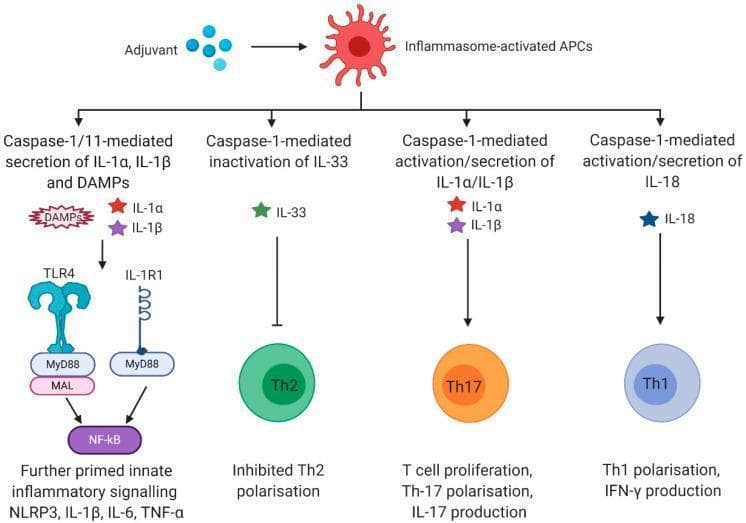 This pathophysiology diagram illustrates the signaling pathways and adaptive immune outcomes following the activation of Antigen-Presenting Cells (APCs) by an adjuvant. The process begins with 'Inflammasome-activated APCs' branching into four distinct downstream cascades mediated by Caspase-1 or Caspase-1/11. 1) Secretion of DAMPs, IL-1α, and IL-1β leads to TLR4 and IL-1R1 signaling via MyD88/MAL pathways, activating NF-κB and resulting in further innate priming (NLRP3, IL-6, TNF-α). 2) Caspase-1-mediated inactivation of IL-33 results in the inhibition of Th2 polarization. 3) Activation and secretion of IL-1α and IL-1β drive T-cell proliferation and Th17 polarization, leading to IL-17 production. 4) Activation and secretion of IL-18 drive Th1 polarization and IFN-γ production. The diagram effectively correlates specific inflammasome-dependent cytokines with T-cell subset differentiation and broader inflammatory responses, highlighting the role of adjuvants in bridging innate and adaptive immunity.