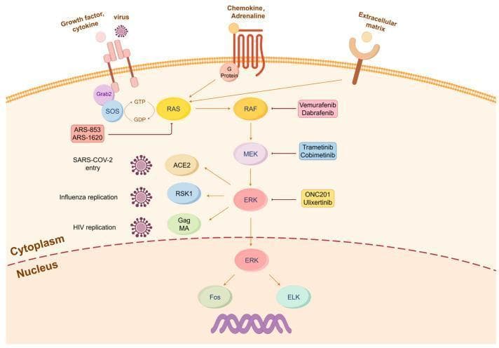 A pathophysiology diagram illustrating the canonical MAPK/ERK signaling pathway and its exploitation by viral pathogens. The diagram shows the cell membrane with various receptors, including Receptor Tyrosine Kinases (RTK) and G-protein coupled receptors (GPCR), responding to growth factors, cytokines, chemokines, and viruses. The intracellular signaling cascade initiates with Grb2 and SOS facilitating the transition of RAS-GDP to RAS-GTP. The signal proceeds through a sequential phosphorylation relay of RAF, MEK, and ERK. Activated ERK translocates from the cytoplasm to the nucleus, where it activates transcription factors Fos and ELK to influence gene expression. The diagram highlights points of viral interference: SARS-CoV-2 entry via ACE2, influenza replication utilizing RSK1, and HIV replication involving Gag MA, all linked to downstream ERK components. Key pharmacological inhibitors for potential therapeutic repurposing are noted, including Vemurafenib/Dabrafenib (RAF), Trametinib/Cobimetinib (MEK), and ONC201/Ulixertinib (ERK), alongside RAS inhibitors like ARS-853.