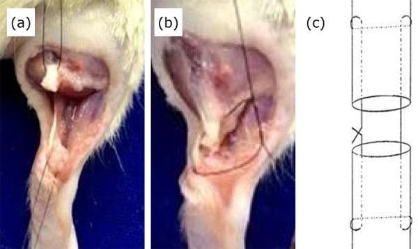 This composite image illustrates the surgical repair of an Achilles tendon injury, likely in an animal model, consisting of two clinical photographs and one schematic diagram. Frame (a) is a clinical photograph depicting a complete tenotomy where the Achilles tendon has been isolated and severed, showing the characteristic gap between the proximal and distal tendon ends within the surgical field. Frame (b) shows the subsequent tenorrhaphy procedure, with the tendon ends being re-approximated using monofilament sutures. Frame (c) provides a schematic representation of the modified Kessler stitch used for the repair. The diagram highlights the suture path, which includes longitudinal intratendinous passes and transverse interlocking loops (indicated by circles) that terminate in a knot. This specific suture technique is an orthopedic standard designed to maximize mechanical stability and resist gapping at the repair site by distributing tension across the tendon fibers. The content serves as an educational reference for orthopedic surgical techniques and tendon healing research.