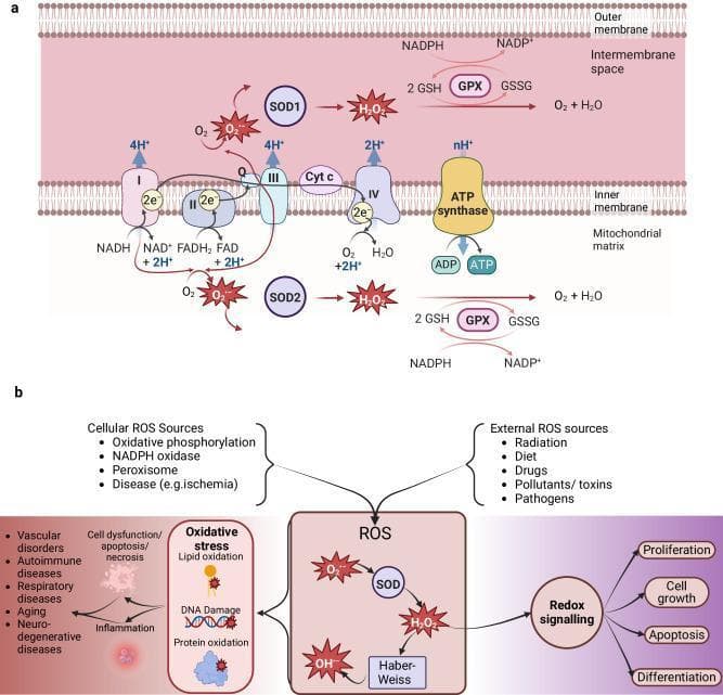 A two-part medical illustration depicting mitochondrial oxidative phosphorylation and the broader landscape of reactive oxygen species (ROS) biology. Section (a) shows the electron transport chain (ETC) within the inner mitochondrial membrane, detailing complexes I-IV, ubiquinone (Q), and cytochrome c. It illustrates electron flow from NADH/FADH2 leading to proton pumping into the intermembrane space and ATP synthesis via ATP synthase. The diagram highlights 'leaky' electrons from complexes I and III reacting with O2 to form superoxide (O2•-), which is subsequently neutralized by superoxide dismutase (SOD) and glutathione peroxidase (GPX). Section (b) outlines cellular and external ROS sources, including NADPH oxidase, peroxisomes, radiation, and pathogens. It demonstrates the dual nature of ROS: contributing to pathological oxidative stress (DNA damage, lipid oxidation, protein oxidation) leading to diseases like vascular disorders and neurodegeneration, while simultaneously acting as essential mediators in physiological redox signaling for cell growth, proliferation, apoptosis, and differentiation.