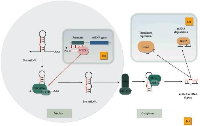 A multi-part pathophysiology diagram illustrating microRNA (miRNA) biogenesis and gene silencing mechanisms. Panel (a) shows the canonical pathway starting in the nucleus where primary miRNA (pri-miRNA) is cleaved by the Microprocessor complex (DROSHA and DGCR8) into precursor miRNA (pre-miRNA). This pre-miRNA is exported to the cytoplasm via XPO5 and RAN-GTP, where it is further processed by Dicer and TARBP2 into a mature mRNA-miRNA duplex. Panel (b) illustrates epigenetic regulation, highlighting how DNA methylation at the miRNA promoter attracts MECP2; this binding inhibits RNA Polymerase II (Pol II) elongation but facilitates co-transcriptional pri-miRNA processing. Panel (c) details the functional outcomes of mature miRNAs in the cytoplasm, specifically translation repression mediated by the RISC complex and target mRNA degradation facilitated by the AGO2 protein. This diagram serves as an educational resource for molecular biology and genetics, focusing on the regulation of gene expression and the lifecycle of non-coding RNAs.