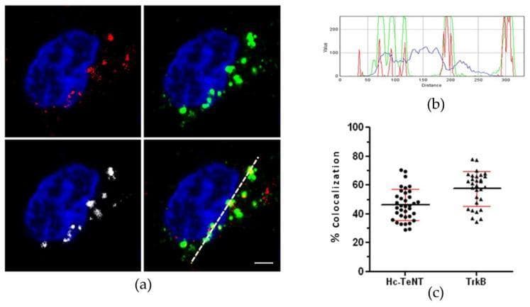 Educational figure illustrating the colocalization of Hc-TeNT and TrkB receptor in cerebellar granule neurons (CGNs). Panel (a) contains immunofluorescence microscopy images (scale bar = 2 μm) showing a neuron with nuclei stained blue (DAPI). Red punctate signals indicate endocytosed Hc-A555 (a fragment of tetanus toxin), while green signals represent TrkB receptor staining. White punctate regions in the merged image highlight specific areas of colocalization between the toxin and the receptor within the cytoplasm. Panel (b) is a fluorescence intensity profile plot tracking the relative intensities of the red, green, and blue channels along the white dotted line shown in panel (a); overlapping red and green peaks demonstrate physical proximity of Hc-A555 and TrkB. Panel (c) is a scatter plot with error bars showing the percentage of colocalization: approximately 47% for Hc-TeNT with TrkB and 60% for TrkB with Hc-TeNT. This visual evidence supports the mechanism of shared endocytic transport of tetanus toxin fragments and neurotrophin receptors in neuronal cells.