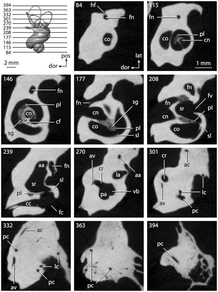 This diagnostic image provides a series of high-resolution CT slices through the petrosal bone, detailing the anatomy of the inner ear. The image set illustrates the complex three-dimensional structure of the bony labyrinth, with specific focus on the cochlea and vestibular apparatus. Slices 84 through 208 show the progressive coiling of the cochlea (co), revealing internal features such as the primary bony lamina (pl), cochlear canal (cn), and secondary bony lamina (sl). The relationship between the cochlea and the facial nerve canal (fn) is visible in the more anterior slices. Progressing posteriorly (slices 239–394), the vestibular system becomes prominent, showcasing the vestibule (vb), spherical recess (sr), and the three semicircular canals: anterior (ac), lateral (lc), and posterior (pc). Key landmarks for anatomical indexing include the fenestra cochleae (fc), fenestra vestibuli (fv), and the common crus (cr). These slices demonstrate the spatial orientation and morphology of the hearing and balance organs within the temporal bone, serving as a critical educational resource for understanding inner ear anatomy and radiological identification of its components.