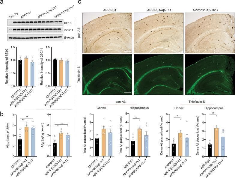 Educational medical composite depicting the effects of Aβ-Th1 and Aβ-Th17 cell adoptive transfer on amyloid pathology in an APP/PS1 mouse model. Panel (a) shows western blot analysis of full-length APP expression (6E10 and 22C11 antibodies) across non-Tg, APP/PS1, and treated groups, with accompanying densitometry. Panel (b) presents ELISA quantification of soluble Aβ1-40 and Aβ1-42 levels (pg/µg protein), demonstrating significant increases in treated groups. Panel (c) contains representative immunohistochemistry (pan-Aβ, brown DAB) and immunofluorescence (Thioflavin-S, green) of cortical and hippocampal brain sections. These images visualize total and dense insoluble amyloid plaque loads. Accompanying bar graphs quantify the percentage of area occupied by plaques, highlighting statistically significant increases (indicated by asterisks) in the APP/PS1/Aβ-Th1 group for both total and dense plaques in the cortex and hippocampus. Scale bars represent 100 µm. This visual summary illustrates how specific T-effector cells exacerbate amyloidosis and neuroinflammatory progression in Alzheimer's disease research models.