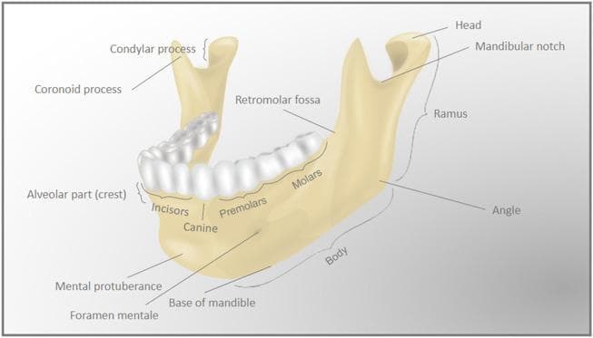 This anatomical diagram provides a detailed lateral-oblique view of the human mandible, illustrating its primary structural divisions and surface landmarks. The mandible is depicted as an arch-shaped bone consisting of a horizontal body and two vertical rami. Key labeled landmarks on the body include the base of the mandible, the mental protuberance (chin), and the foramen mentale. The superior border of the body is identified as the alveolar part (crest), which houses the dentition, categorized into incisors, canines, premolars, and molars. The posterior portion of the bone transitions at the mandibular angle into the vertical ramus. Superior features of the ramus are clearly delineated, including the coronoid process anteriorly and the condylar process posteriorly (terminating at the head), separated by the mandibular notch. The retromolar fossa is shown posterior to the third molar. This illustration is designed for dental and surgical education, emphasizing the spatial relationships of the lower jaw's anatomy essential for local anesthesia, oral surgery, and dental implantology.