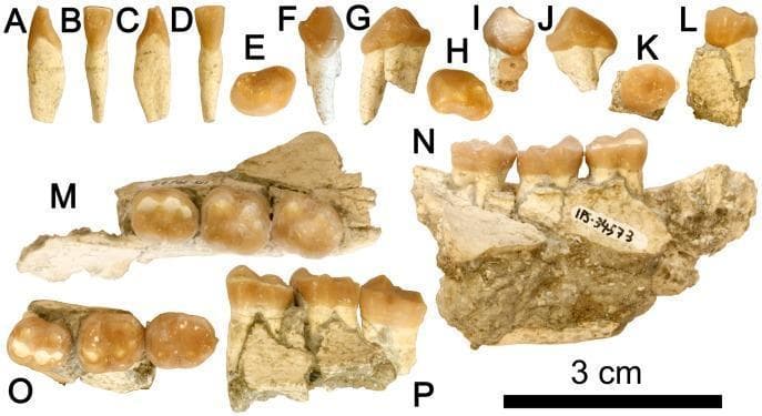 This composite educational image displays dentognathic remains from a Late Miocene hominoid (Hispanopithecus laietanus), providing key morphological details for dental anatomy and paleontological study. The visual includes multiple views of individual teeth and mandibular fragments. Panels A-D show a lower central incisor (i1) in mesial, lingual, distal, and labial views, highlighting a spatulate and waisted crown. Panels E-J depict left and right lower third premolars (p3) in occlusal, mesial, and buccal views, characterized by a sectorial shape and prominent mesiobuccal honing facets. Panel K-L shows a lower fourth premolar (p4) with a suboval occlusal profile. Mandibular fragments (M-P) contain the lower molar series (m1-m3). The occlusal views (M, O) reveal subrectangular crowns featuring a Y5 cusp pattern, short mesial foveae, and extensive talonid basins. Buccal views (N, P) show the root structures and relative height of the molar crowns. This anatomical collection demonstrates hominoid-specific dental traits used for taxonomic classification and dietary reconstruction.