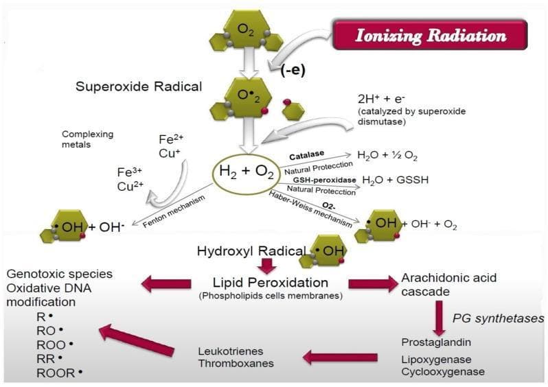 This pathophysiology diagram illustrates the biochemical mechanisms of cellular injury induced by ionizing radiation, specifically focusing on reactive oxygen species (ROS) and lipid peroxidation. The flowchart begins with ionizing radiation triggering the reduction of molecular oxygen (O2) into the superoxide radical (O2•-). This radical is converted via superoxide dismutase into hydrogen peroxide (H2O2), which can be neutralized by natural protective enzymes like catalase and glutathione peroxidase. However, in the presence of complexing metals (Fe, Cu), the Fenton and Haber-Weiss mechanisms facilitate the conversion of ROS into the highly reactive hydroxyl radical (•OH). The lower section details the pathological consequences of hydroxyl radicals, primarily lipid peroxidation of cell membranes. This process branches into two significant pathways: the generation of genotoxic species leading to oxidative DNA modification (represented by R•, RO•, and ROO• radicals) and the activation of the arachidonic acid cascade. The latter involves PG synthetases, lipoxygenase, and cyclooxygenase, ultimately producing inflammatory mediators such as prostaglandins, leukotrienes, and thromboxanes. The diagram serves as an educational tool for understanding radiation-induced oxidative stress and systemic inflammatory responses.