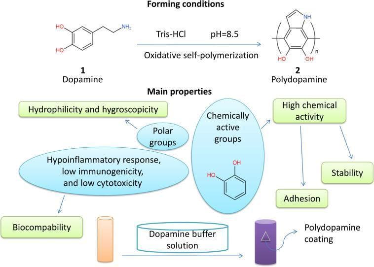 Educational infographic illustrating the biochemical synthesis and properties of Polydopamine (PDA) for tissue engineering. The top section depicts the chemical reaction of Dopamine monomer (1) undergoing oxidative self-polymerization in Tris-HCl buffer at pH 8.5 to form the Polydopamine polymer (2). The middle section outlines the 'Main properties' of PDA, categorized into biochemical and physical traits: Hydrophilicity and hygroscopicity (mediated by polar groups); Biocompatibility (linked to hypoinflammatory response, low immunogenicity, and low cytotoxicity); and High chemical activity (resulting in adhesion and stability). The bottom schematic shows a transition of a representative scaffold from an uncoated orange cylinder to a purple cylinder after immersion in a dopamine buffer solution, labeled as a 'Polydopamine coating.' This diagram highlights the material science applications of catecholamine derivatives in creating functionalized surfaces for neural tissue engineering and regenerative medicine.