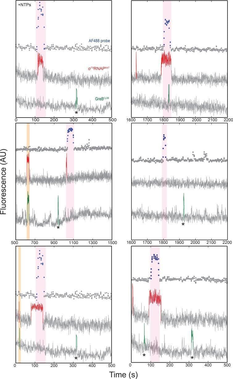 This scientific visualization presents fluorescence intensity records from single-molecule CoSMoS (Colocalization Single-Molecule Spectroscopy) experiments, used to study transcription initiation mechanisms at the rRNA promoter rrnB P1. The image contains six separate panels, each plotting fluorescence in Arbitrary Units (AU) over time in seconds (s).
Within each panel, three distinct signal traces are vertically stacked:
1. Top (Grey): AF488-oligo probe signal, indicating transcript hybridization.
2. Middle (Red): σ70RNAP647 signal, indicating RNA polymerase holoenzyme presence at the DNA template.
3. Bottom (Green): GreBCy3B signal, indicating the presence of the transcript cleavage factor GreB.
Two types of molecular interactions are highlighted with colored vertical bars:
- Pink bars indicate transcription initiation events, characterized by a persistent increase in the red σ70RNAP647 trace followed by a spike in the top grey AF488 probe trace (successful transcription).
- Orange bars indicate co-localization events where σ70RNAP647 and GreBCy3B arrive and depart simultaneously from the DNA, representing the formation of a polymerase-GreB complex that fails to initiate transcription (inhibitory interaction).
These records demonstrate how GreB binding to the RNAP holoenzyme before DNA association introduces a barrier to initiation, effectively repressing rRNA synthesis.