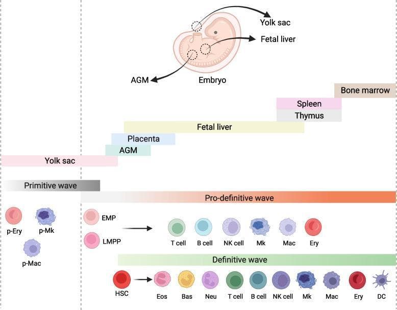 This medical illustration depicts the three waves of embryonic hematopoiesis in vivo, categorized by developmental stages and anatomical locations. At the top, a human embryo diagram identifies key sites: the yolk sac, aorta-gonad-mesonephros (AGM) region, and fetal liver. A timeline highlights the transition of hematopoietic activity through the yolk sac, AGM, placenta, fetal liver, thymus, spleen, and finally the bone marrow. The 'Primitive wave' occurs in the yolk sac, generating primitive erythrocytes (p-Ery), megakaryocytes (p-Mk), and macrophages (p-Mac). The 'Pro-definitive wave' involves erythro-myeloid progenitors (EMP) and lymphoid-primed progenitors (LMPP) that differentiate into T cells, B cells, NK cells, megakaryocytes (Mk), macrophages (Mac), and erythrocytes (Ery). Finally, the 'Definitve wave' shows hematopoietic stem cells (HSCs) giving rise to a full spectrum of mature blood cells including granulocytes (eosinophils, basophils, neutrophils), lymphocytes (T, B, and NK cells), myeloid lineages (Mk, Mac, Ery), and dendritic cells (DC). This schematic illustrates the complex spatiotemporal progression of blood cell formation during human embryogenesis.