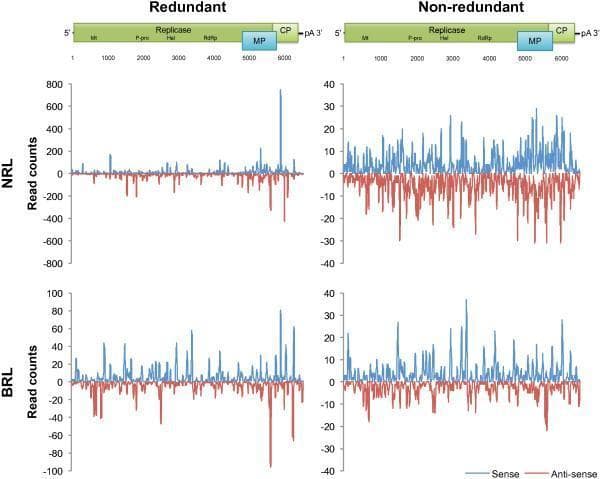 This Comparison Chart illustrates virus-derived small interfering RNA (vsiRNA) profiles for the Apple stem grooving virus (ASGV) genetic variant ASGV-AC, comparing Narrow Range Library (NRL) and Broad Range Library (BRL) datasets. The figure is organized into a 2x2 grid: the top row represents NRL data and the bottom row represents BRL data, while the left and right columns distinguish between redundant and non-redundant reads. Each plot displays read counts on the y-axis against the viral genomic coordinates (1 to ~6500 nt) on the x-axis. A schematic of the ASGV genome is provided above the graphs, indicating functional domains including Methyltransferase (Mt), Replicase (comprising P-pro, Hel, and RdRp), Movement Protein (MP), and Coat Protein (CP). Within the plots, blue peaks represent sense-strand reads (positive) and red peaks represent antisense-strand reads (negative). The redundant read profiles show significantly higher peaks, particularly at the 3' end near the MP and CP genes, while non-redundant profiles show a more uniform distribution. This visual data demonstrates the hotspots of viral RNA cleavage by Dicer-like proteins and the impact of library preparation on small RNA sequencing depth and distribution.