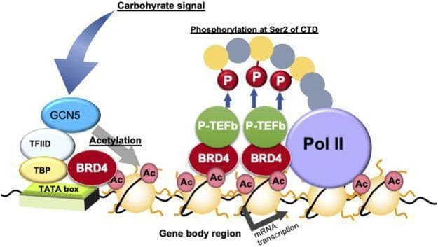 A pathophysiology diagram illustrating the molecular mechanism of transcription elongation via gene body epigenetics in response to carbohydrate signaling. The process begins with a 'Carbohydrate signal' activating GCN5, which facilitates histone acetylation (marked as 'Ac') near the TATA box, TBP, and TFIID complex. BRD4 (bromodomain-containing protein 4) is then recruited to these acetylated histone marks within the gene body region. Once bound, BRD4 interacts with P-TEFb (positive transcription elongation factor b) to catalyze the phosphorylation of RNA polymerase II (Pol II) at the Serine 2 residue of its C-terminal domain (CTD), indicated by 'P' labels. This coordinated epigenetic and enzymatic sequence promotes active mRNA transcription. The diagram highlights the relationship between dietary signals, histone modification, and the transcriptional regulation of metabolic genes, which is clinically relevant to the study of metabolic syndromes and type 2 diabetes.