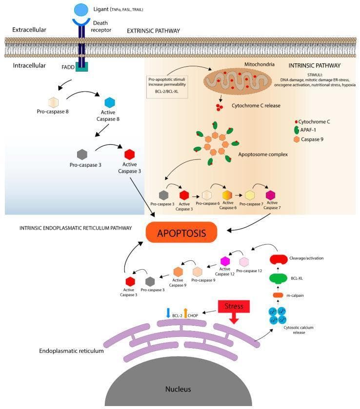 A comprehensive pathophysiology diagram illustrating the three primary signaling pathways of apoptosis: the extrinsic pathway, the intrinsic mitochondrial pathway, and the intrinsic endoplasmic reticulum (ER) pathway. The Extrinsic Pathway (top left) depicts extracellular ligands (TNF̑, FASL, TRAIL) binding to death receptors, recruiting the FADD adaptor protein to activate the Caspase 8 to Caspase 3 cascade. The Intrinsic Pathway (top right) shows cellular stressors (DNA damage, hypoxia, ER-stress) acting on the mitochondria to trigger Cytochrome C release. This facilitates the formation of the Apoptosome complex (Cytochrome C, APAF-1, and Caspase 9), which activates executioner caspases 3, 6, and 7. The Intrinsic ER Pathway (bottom) demonstrates ER stress leading to cytosolic calcium release, m-calpain activation, and a Caspase 12/9/3 cascade, alongside CHOP/BCL-2 regulation. All three pathways converge on the final stage of programmed cell death (Apoptosis), shown in central focus above the cell nucleus. The diagram uses standard biochemical nomenclature and color-coded symbols to represent pro-caspases versus active caspases, serving as a high-level educational resource for cell biology and molecular pathology.