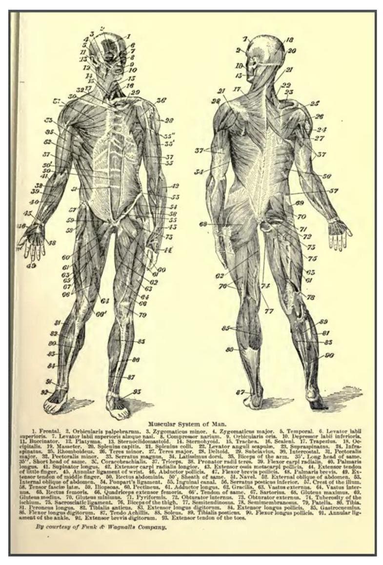 This is a detailed anatomical diagram titled 'Muscular System of Man,' presenting two full-body views of the human musculature: an anterior (front) view on the left and a posterior (back) view on the right. The diagram features numerical labeling (1-93) corresponding to a comprehensive legend at the bottom. The anterior view highlights major muscle groups including the muscles of facial expression, the sternocleidomastoid (13), pectoralis major (31), biceps brachii (35), rectus abdominis (50), and sartorius (67). The posterior view emphasizes the trapezius (17), deltoid (28), latissimus dorsi (34), gluteus maximus (68), and the hamstrings and gastrocnemius (85) of the lower limb. The illustration demonstrates the origin, insertion points, and superficial layering of the human skeletal muscle system. This resource is designed for medical education and provides a systematic overview of musculoskeletal anatomy, useful for identifying specific muscle names and their relative locations within the torso, limbs, and head.