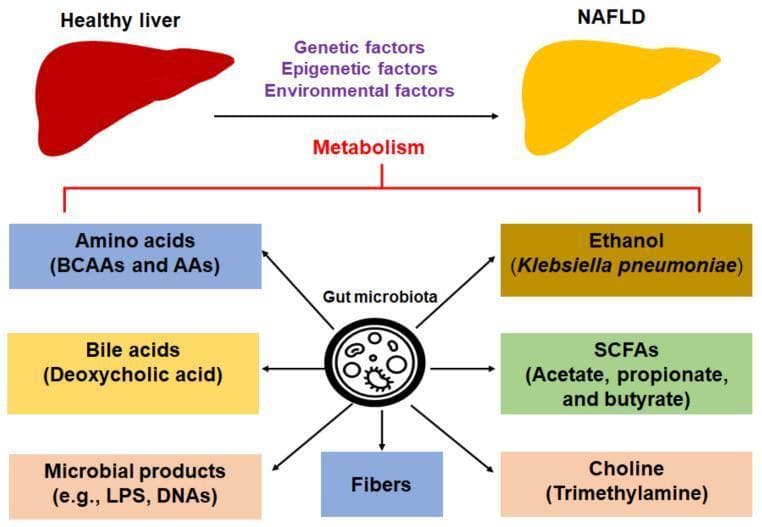 This pathophysiology diagram illustrates the metabolic cross-talk between the gut microbiota and the development of nonalcoholic fatty liver disease (NAFLD). At the top, a 'Healthy liver' depicted in red transitions via an arrow towards a yellow-colored liver labeled 'NAFLD,' signifying steatosis. This progression is influenced by genetic, epigenetic, and environmental factors. Centrally, a 'Gut microbiota' icon radiates arrows toward various metabolites and microbial compounds categorized by colored boxes. These include amino acids (BCAAs and AAs), bile acids (deoxycholic acid), microbial products (LPS, DNAs), dietary fibers, short-chain fatty acids (SCFAs like acetate, propionate, and butyrate), ethanol (specifically mentioning Klebsiella pneumoniae), and choline/trimethylamine. A red bracket connects these metabolic influences to the core transition arrow labeled 'Metabolism,' highlighting how gut-derived signals modulate liver health and the progression toward NAFLD and potentially nonalcoholic steatohepatitis (NASH). This educational infographic is designed to explain the biochemical pathways and systemic interactions involved in metabolic liver disease.