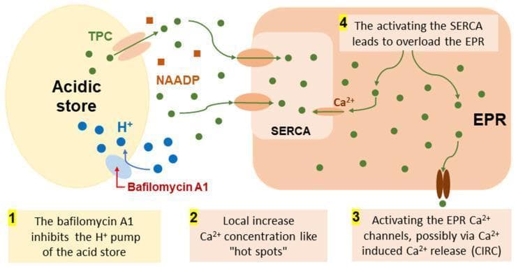 This pathophysiology diagram illustrates the hypothetical molecular mechanism of Bafilomycin A1's effect on cellular calcium (Ca2+) signaling and the cross-talk between acidic stores (lysosomes/endosomes) and the endoplasmic reticulum (EPR). The diagram follows a numbered four-step sequence: (1) Bafilomycin A1 inhibits the H+ pump on the acidic store membrane, disrupting the proton gradient. (2) This leads to Ca2+ release from the acidic store via TPC (Two-Pore Channels), which are also modulated by NAADP (nicotinic acid adenine dinucleotide phosphate), creating localized 'hot spots' of high Ca2+ concentration. (3) These hot spots activate SERCA (Sarco/Endoplasmic Reticulum Ca2+-ATPase) pumps, which transport Ca2+ into the EPR. (4) The resulting EPR overload triggers Ca2+ efflux through EPR Ca2+ channels, likely through calcium-induced calcium release (CICR). The visual uses color-coded symbols: green dots for Ca2+, blue dots for H+, and brown squares for NAADP molecules. This model explains how endo-lysosomal inhibitors can modulate global cellular calcium homeostasis and signaling in human tissues, such as the colon mucosa.