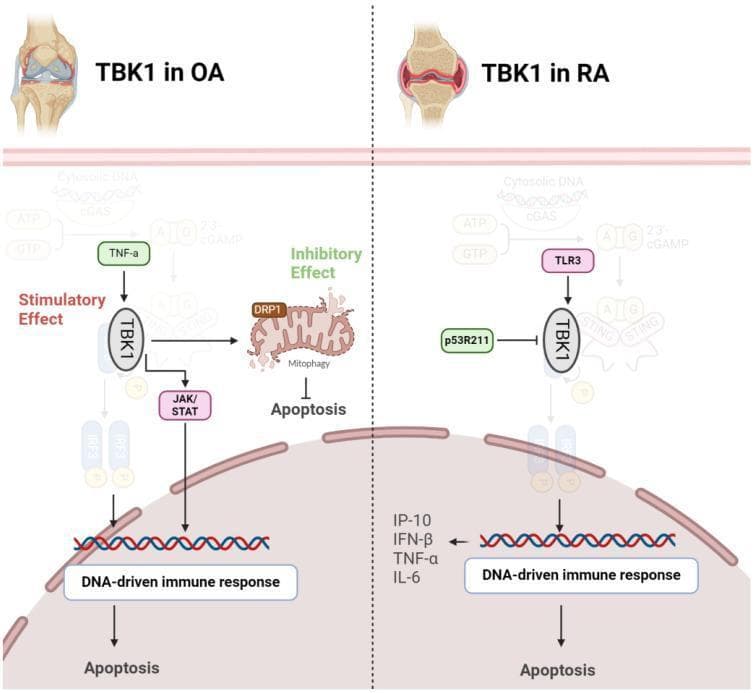 A pathophysiology diagram comparing the signaling pathways of TANK-binding kinase 1 (TBK1) in Osteoarthritis (OA) and Rheumatoid Arthritis (RA). The diagram is divided vertically by a dotted line. The left side (OA) shows a knee joint illustration and a pathway where TNF-α stimulates TBK1. Downstream, TBK1 has a dual role: an inhibitory effect through DRP1-mediated mitophagy that prevents apoptosis, and a stimulatory effect via the JAK/STAT axis that promotes a DNA-driven immune response leading to apoptosis. The right side (RA) depicts a knee joint with synovial inflammation. Here, TBK1 is stimulated by TLR3 and inhibited by p53R211. Activated TBK1 promotes a DNA-driven immune response, triggering the production of pro-inflammatory cytokines including IP-10, IFN-β, TNF-α, and IL-6, ultimately resulting in apoptosis. Faded background elements illustrate the upstream cGAS-STING pathway involving cytosolic DNA. This diagram serves as an educational resource for understanding molecular pathogenesis and potential therapeutic targets in degenerative versus autoimmune arthropathies.