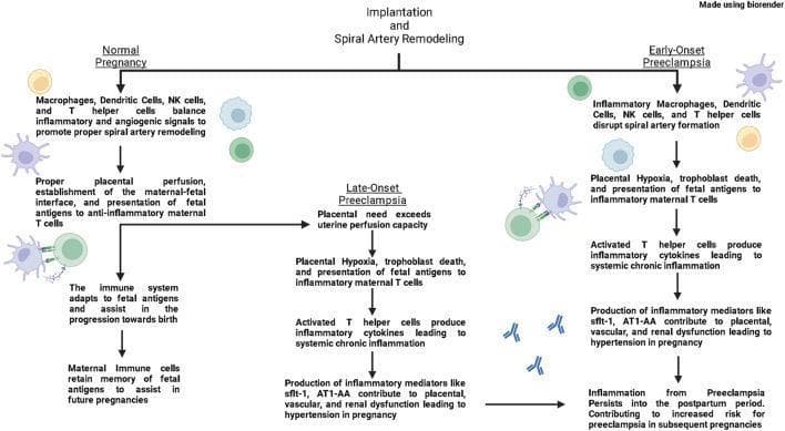 This pathophysiology diagram illustrates the immunological mechanisms underlying three distinct maternal states: Normal Pregnancy, Early-Onset Preeclampsia, and Late-Onset Preeclampsia. The flowchart begins with the process of implantation and spiral artery remodeling. In a normal pregnancy, macrophages, dendritic cells, NK cells, and T helper cells balance inflammatory and angiogenic signals to promote proper vascular remodeling and anti-inflammatory maternal T cell responses. Early-onset preeclampsia is characterized by the disruption of spiral artery formation by inflammatory immune cells, leading to placental hypoxia, trophoblast death, and polarization toward inflammatory T cells. Late-onset preeclampsia follows a normal initial vascular remodeling phase, but subsequently enters a pathological state when placental needs exceed uterine perfusion capacity. Both preeclampsia pathways converge on systemic chronic inflammation, driven by inflammatory cytokines and mediators like sflt-1 and AT1-AA. These factors result in placental, vascular, and renal dysfunction, culminating in gestational hypertension. The diagram highlights that the inflammatory environment persists into the postpartum period, increasing future pregnancy risks.