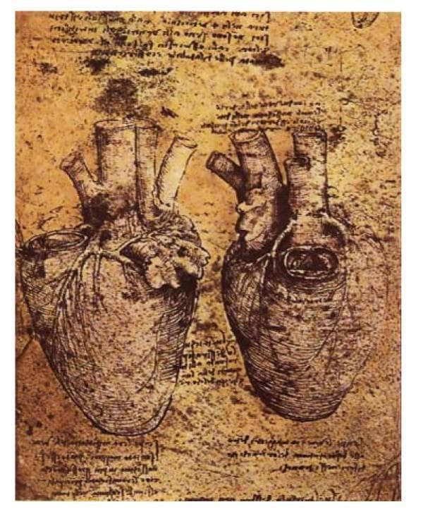 This historical anatomical diagram consists of two side-by-side sketches by Leonardo da Vinci, rendered in brown ink on aged parchment. The illustrations provide a detailed study of the human heart's gross anatomy and vascular distribution. Each heart is depicted with a characteristic conical shape and downward-pointing apex. The left sketch emphasizes the coronary circulation, showing the branching of coronary arteries across the ventricular surface and the texture of the atria. The right sketch provides an alternative view, highlighting the emergence of major great vessels from the superior aspect, including the aorta, pulmonary artery, and venae cavae. The cylindrical vessels are drawn with varying diameters to represent different vascular functions. Surrounding the sketches is mirror-writing in Italian, characteristic of Da Vinci's scientific notes. This content serves as a foundational example of historical clinical imaging and anatomical specimen study, illustrating early scientific understanding of cardiac morphology and the complex hemodynamics of the aortic root.