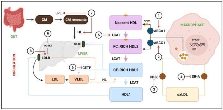 A pathophysiology diagram illustrating cholesterol metabolism, lipoprotein circulation, and Reverse Cholesterol Transport (RCT). The process is divided into exogenous, endogenous, and HDL pathways. In the exogenous pathway, the gut produces chylomicrons (CM), which are hydrolyzed by Lipoprotein Lipase (LPL) into CM remnants for hepatic uptake via SR-BI and Hepatic Lipase (HL) mediation. The endogenous pathway shows the liver secreting VLDL, which matures into LDL; LDL returns to the liver via the LDL receptor (LDLR), a process regulated by PCSK9 and CETP. The RCT/HDL pathway features Nascent HDL (APOA-associated) acquiring cholesterol from macrophages through ABCA1 and ABCG1 transporters. Maturation from FC-rich HDL3 to CE-rich HDL2 and HDL1 is catalyzed by LCAT. Specialized hepatic uptake occurs via SR-BI. On the right, a macrophage is shown accumulating oxidized LDL (oxLDL) via CD36 and SR-A receptors, leading to foam cell formation, regulated by PPARγ and LXR nuclear receptors. Numbered annotations (1-9) indicate potential therapeutic targets for phytochemicals to accelerate RCT and reduce atherosclerosis.