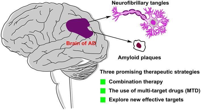 This medical infographic illustrates the pathology and future treatment strategies for Alzheimer's disease (AD). On the left, a sagittal view of a human brain labeled 'Brain of AD' highlights a central region in dark purple, indicating localized neurodegeneration or pathology. Arrows extend from this region to magnified cellular hallmarks: 'Neurofibrillary tangles' and 'Amyloid plaques.' The neurofibrillary tangles are depicted as purple, chain-like strands intertwined with a neuron's axonal and somatic structure. The amyloid plaque is shown as an extracellular deposit with a dark maroon core and a tan periphery. Below the anatomical illustrations, the graphic lists 'Three promising therapeutic strategies' for AD management: combination therapy, the use of multi-target drugs (MTD), and the exploration of new effective targets. This diagram serves as an educational summary of AD pathogenesis—specifically tau hyperphosphorylation and beta-amyloid accumulation—and the evolution of pharmacological approaches beyond traditional single-target inhibitors.