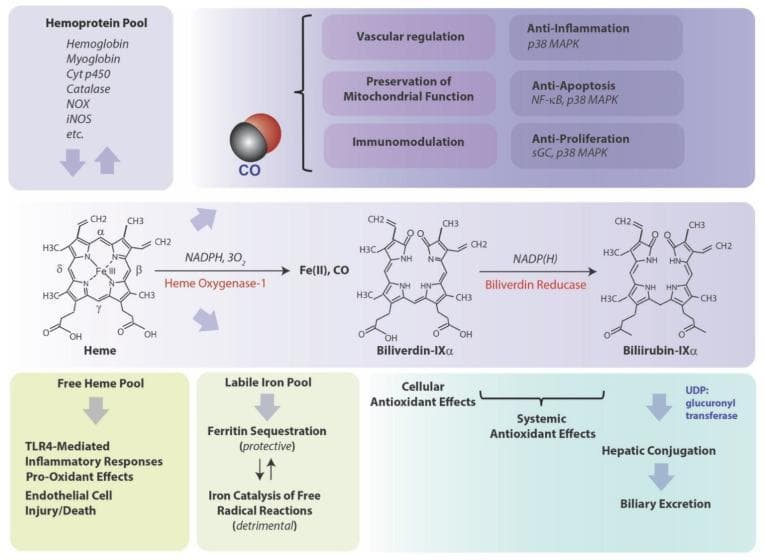 A detailed pathophysiology diagram illustrating the metabolic pathway of heme degradation and its systemic physiological implications. The central panel displays the biochemical conversion of Heme to Biliverdin-IXα by the rate-limiting enzyme Heme Oxygenase-1 (requiring NADPH and 3O2), which releases carbon monoxide (CO) and ferrous iron (Fe II). Subsequently, Biliverdin-IXα is reduced to Bilirubin-IXα by Biliverdin Reductase using NADP(H). The diagram maps the downstream outcomes of these byproducts: CO is linked to vascular regulation, mitochondrial preservation, and immunomodulation through signaling molecules like p38 MAPK, NF-κB, and sGC. The 'Labile Iron Pool' is shown bifurcating into protective Ferritin sequestration or detrimental free radical catalysis. Bilirubin is associated with cellular and systemic antioxidant effects before undergoing hepatic conjugation via UDP-glucuronyl transferase for biliary excretion. Additionally, a 'Free Heme Pool' is noted for its role in TLR4-mediated inflammatory responses and endothelial injury. This clinical illustration serves as a comprehensive guide for medical students and researchers studying oxidative stress, heme metabolism, and cytoprotective mechanisms.