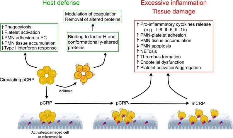 This pathophysiology diagram illustrates the conformational changes of C-reactive protein (CRP) and their divergent biological roles in the inflammatory response. The diagram depicts three distinct isomers: native pentameric CRP (pCRP), a partially dissociated pentamer (pCRP*), and monomeric CRP (mCRP). Circulating pCRP, shown as a yellow disc-shaped pentamer, is associated with 'Host defense' mechanisms, including increased phagocytosis and decreased platelet and PMN activation. Under conditions of acidosis or upon binding to activated/damaged cell membranes or microvesicles, pCRP undergoes structural transformation. The transition from membrane-bound pCRP to pCRP* and finally to individual mCRP subunits is shown along the bottom. These conformationally-altered forms (pCRP* and mCRP) are linked to 'Excessive inflammation / Tissue damage,' characterized by increased pro-inflammatory cytokine release (IL-8, IL-6, IL-1b), PMN-platelet adhesion, NETosis, thrombus formation, and endothelial dysfunction. The graphic emphasizes how the local microenvironment modulates CRP's function from a protective, anti-inflammatory circulating protein to a potent pro-inflammatory tissue-bound mediator.