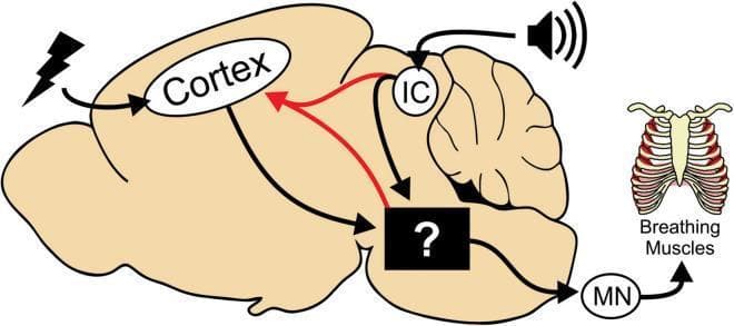 This pathophysiology diagram illustrates the neural circuitry involved in tonic phase apnea during seizures, using a rodent brain model as a surrogate for human epilepsy research. The schematic identifies two primary seizure initiation sites: the Cortex (indicated by a lightning bolt for electrical/ictal activity) and the Inferior Colliculus (IC) (indicated by a speaker icon for audiogenic triggers). Both regions project downstream to an undetermined neural substrate in the brainstem, represented by a black box with a question mark. This brainstem region is shown to recruit motor neurons (MN) that directly influence the 'Breathing Muscles' (depicted as a rib cage), illustrating the final common pathway for seizure-induced apnea. A red arrow signifies a feedback loop or seizure spread from the brainstem/IC back to the cortex, which can reactivate cortical ictal activity. The diagram serves as an educational tool to distinguish between cortical-onset and brainstem-mediated seizure components and their respective roles in respiratory dysfunction and sudden unexpected death in epilepsy (SUDEP) research.