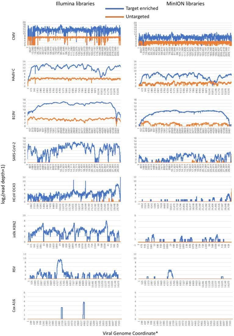 This Comparison Chart illustrates the read depth across various viral genomes, comparing Illumina and MinION sequencing libraries. The visualization consists of multiple horizontal line plots arranged by virus type: Cytomegalovirus (CMV), Human Adenovirus C (HAdV-C), B19 virus (B19V), SARS-CoV-2, Human Coronavirus OC43 (HCoV-OC43), Influenza A (infA H3N2), Respiratory Syncytial Virus (RSV), and Coxsackievirus A16 (Cox A16). For each virus, the x-axis represents the viral genome coordinate, and the y-axis shows the log2(read depth+1). Two libraries are depicted: target-enriched (blue) and untargeted (orange). The left column displays results from Illumina libraries, while the right column shows MinION libraries. The graphs demonstrate that target-enriched libraries consistently achieve higher and more uniform genome coverage compared to untargeted libraries across both platforms. Notably, DNA viruses like CMV and B19V show high coverage, while some RNA viruses like Cox A16 show minimal enrichment. This data is relevant for evaluating metagenomic diagnostic methods and the efficacy of viral sequence capture platforms in clinical genomics.