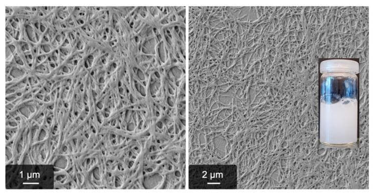 This composite image illustrates the microscopic and macroscopic characteristics of magnesium sulfate (MgSO4)-induced fibrinogen fibrillogenesis, a process relevant to understanding non-enzymatic protein aggregation and blood coagulation research. The image features two scanning electron microscopy (SEM) micrographs and an inset clinical photograph. The SEM images, shown at 1 μm and 2 μm scales, reveal a dense, interconnected network of long, fibrous protein strands. These fibers exhibit a random orientation and form a complex mesh-like architecture with visible interstitial pores. Morphologically, the fibers appear relatively thick and irregular, characteristic of 'pseudo-fibrin' formation where fibrinogen self-assembles without thrombin catalysis. The inset photograph shows the macroscopic result of this process: a homogeneous, turbid, milky-white gel within a transparent glass vial. The opacity of the solution confirms the light-scattering properties of the dense protein fiber network. This visual material is primarily used in hematology and biochemistry to study alternative pathways of fibrin formation and the influence of ionic environments on protein structural dynamics.