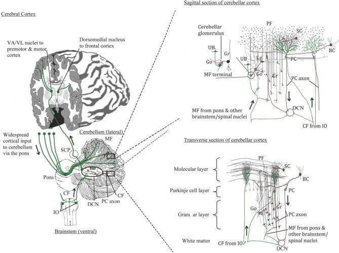 Anatomical diagrams illustrating normal human cerebellar neurocircuitry and cortical microarchitecture. The left panel shows a macro-level view of the pathways between the cerebral cortex, brainstem (pons and inferior olivary nucleus), and cerebellum. It identifies the Superior Cerebellar Peduncle (SCP) and the Deep Cerebellar Nuclei (DCN). The right panel features detailed sagittal and transverse sections of the cerebellar cortex, organized into the molecular layer (ML), Purkinje cell layer (PCL), and granular layer (GL) above the white matter. Key cell types depicted include Purkinje cells (PC) with elaborate dendritic arbors, granule cells (Gr) forming parallel fibers (PF), stellate cells (SC), basket cells (BC), Golgi cells (Go), Lugaro cells (Lg), and unipolar brush cells (UB). The diagram highlights the two primary excitatory inputs: Climbing Fibers (CF) from the inferior olive directly innervating Purkinje cells, and Mossy Fibers (MF) from the pons/spinal nuclei synapsing in cerebellar glomeruli. The inhibitory output is provided by Purkinje cell axons projecting to the DCN, completing the regulatory loops relevant to motor control and cognitive function.