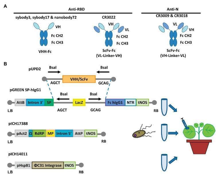 Educational diagram illustrating the recombinant production of anti-SARS-CoV-2 antibodies. Panel A shows structural schematics of engineered antibodies: VHH-Fc (single-domain nanobody fused to human IgG1 CH2-CH3) and two ScFv-Fc variants (single-chain variable fragments with VL-linker-VH or VH-linker-VL orientations). These constructs target the Receptor-Binding Domain (RBD) or Nucleocapsid (N) protein. Panel B details a plant-based transient expression system (MagnICON®). It depicts the cloning logic using BsaI restriction sites to insert VHH/ScFv sequences from a pUPD2 donor plasmid into a pGREEN SP-hIgG1 destination vector. The vector contains a signal peptide (SP), human Fc region, and regulatory elements (AttB, Intron 3', tNOS). The process demonstrates co-infiltration of Agrobacterium containing three plasmids (pGREEN, pICH17388 with RNA-dependent RNA polymerase and movement protein, and pICH14011 with ΦC31 integrase) into Nicotiana benthamiana leaves for in planta viral reconstruction and recombinant protein synthesis.