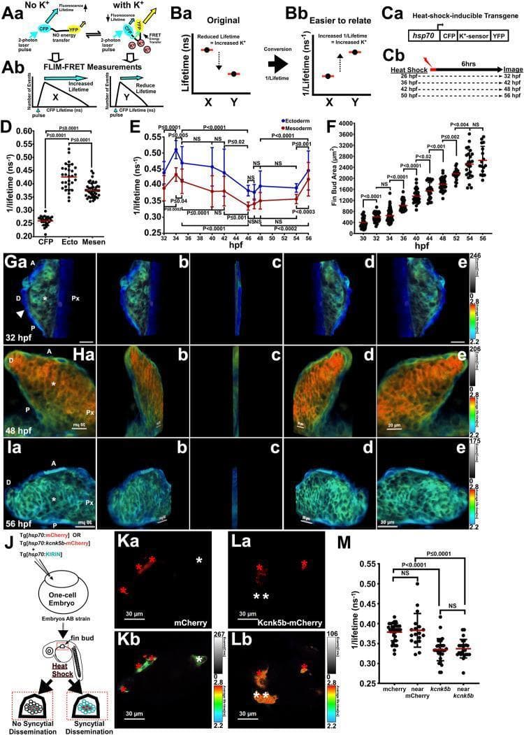 This composite educational image details the use of a FRET-based sensor, KIRIN1, to monitor intracellular potassium (K+) concentrations during zebrafish pectoral fin bud development. Panels A and B explain the mechanism of Fluorescence Lifetime Imaging Microscopy (FLIM), where increased K+ leads to a reduced donor fluorophore lifetime (shorter ns). Panels D-F provide quantitative data showing a significant transient increase in intracellular K+ (as 1/lifetime) in both the ectoderm and mesenchyme peaking around 48 hours post-fertilization (hpf), correlating with rapid fin bud growth. Panels G-I display pseudocolored FLIM z-stacks at 32, 48, and 56 hpf; at 48 hpf, a shift toward red/yellow hues signifies higher K+ levels compared to the blue/green hues at 32 and 56 hpf. Panels J-M investigate the role of the K+ channel kcnk5b using mosaic transgene expression. Confocal planes (Ka, La) and corresponding FLIM images (Kb, Lb) illustrate that cells expressing kcnk5b-mCherry exhibit lower 1/lifetime values, indicating reduced intracellular K+ compared to wild-type neighbors, confirming the channel's functional role in modulating ionic concentration during morphogenesis.